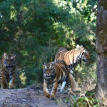 Panna National Park safari booking, Panna tiger safari online booking, Panna fo